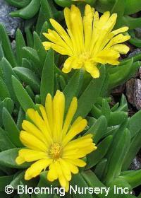 Delosperma basuticum